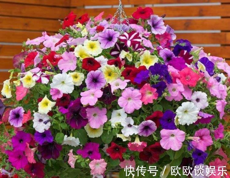 庭院|此花超漂亮,沾土就活,开花又大又艳,养庭院,十里飘香