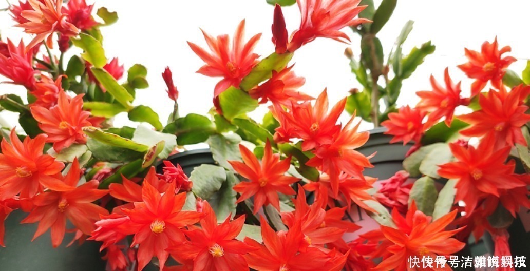 植株|5种花干养最好,植株健壮能开花,湿养会送命!