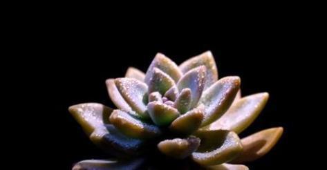 北方冬季多肉是隔着玻璃晒太阳好,多肉补光灯,到底有没有用?