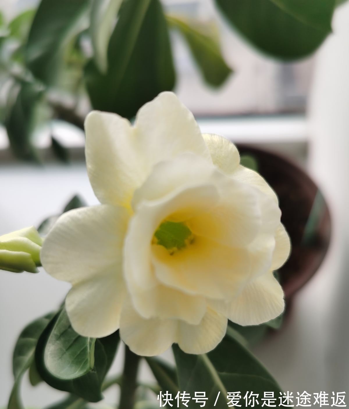 4种花得旱养,浇水越多植物越危险,容易烂根