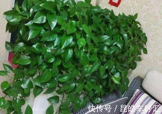 头疼不知道盆栽绿萝喜欢什么?日常注意2方面,枝叶轻松长爆盆