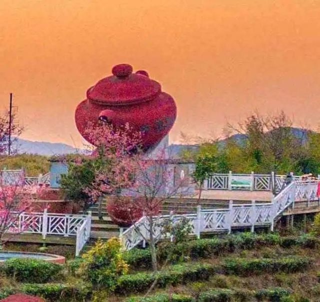 大田 开茶喽!三明大田“美人”娇艳绽放