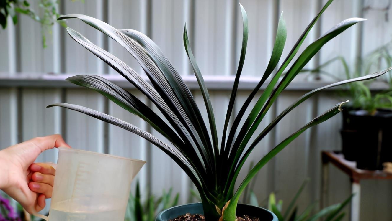 春天养花,浇水也是一门学问,如果浇水不当,这些植物会严重受损