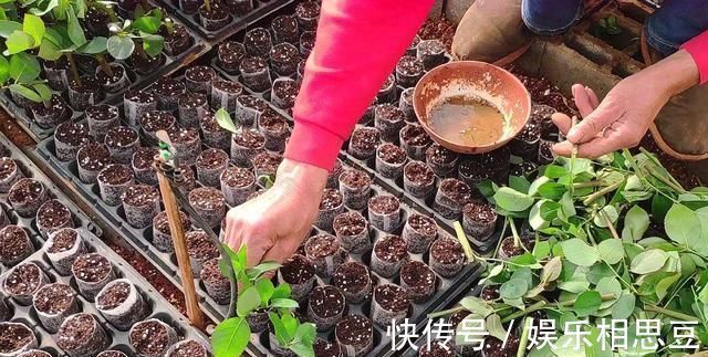 5种花开完后，剪下的枝条不要扔，活性高适合扦插，一插一大盆