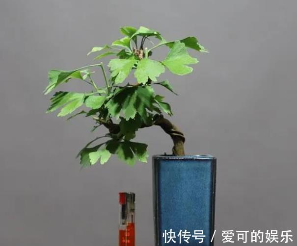 郊游看到3种种子,带回家种在花盆里,养成漂亮小盆景,美哉