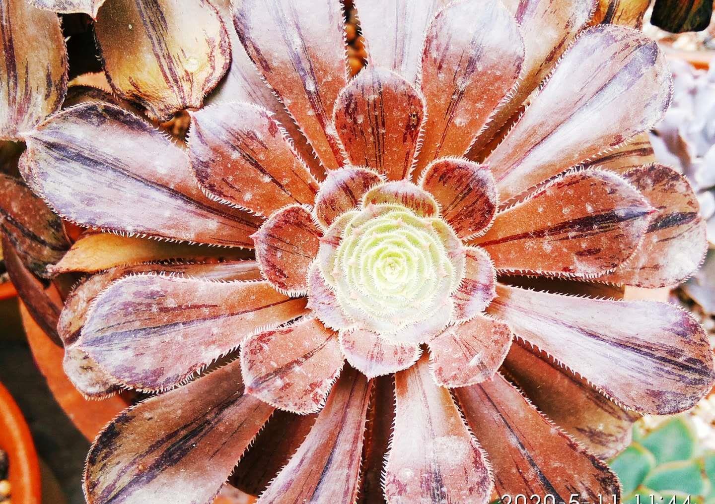 法师|喜欢带深色条纹的法师系多肉？我只知道这些品种，你还能补充吗？