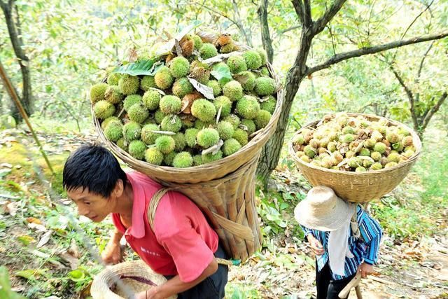 板栗|板栗越大越好吃大错特错,“母板栗”才是又香又甜口感好