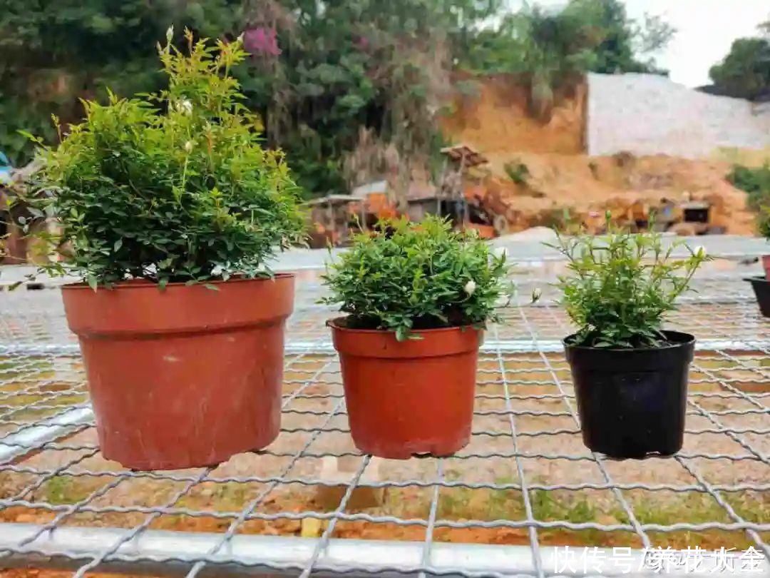 给花浇水掺点白醋,植物根比萝卜还粗,健壮不黄叶