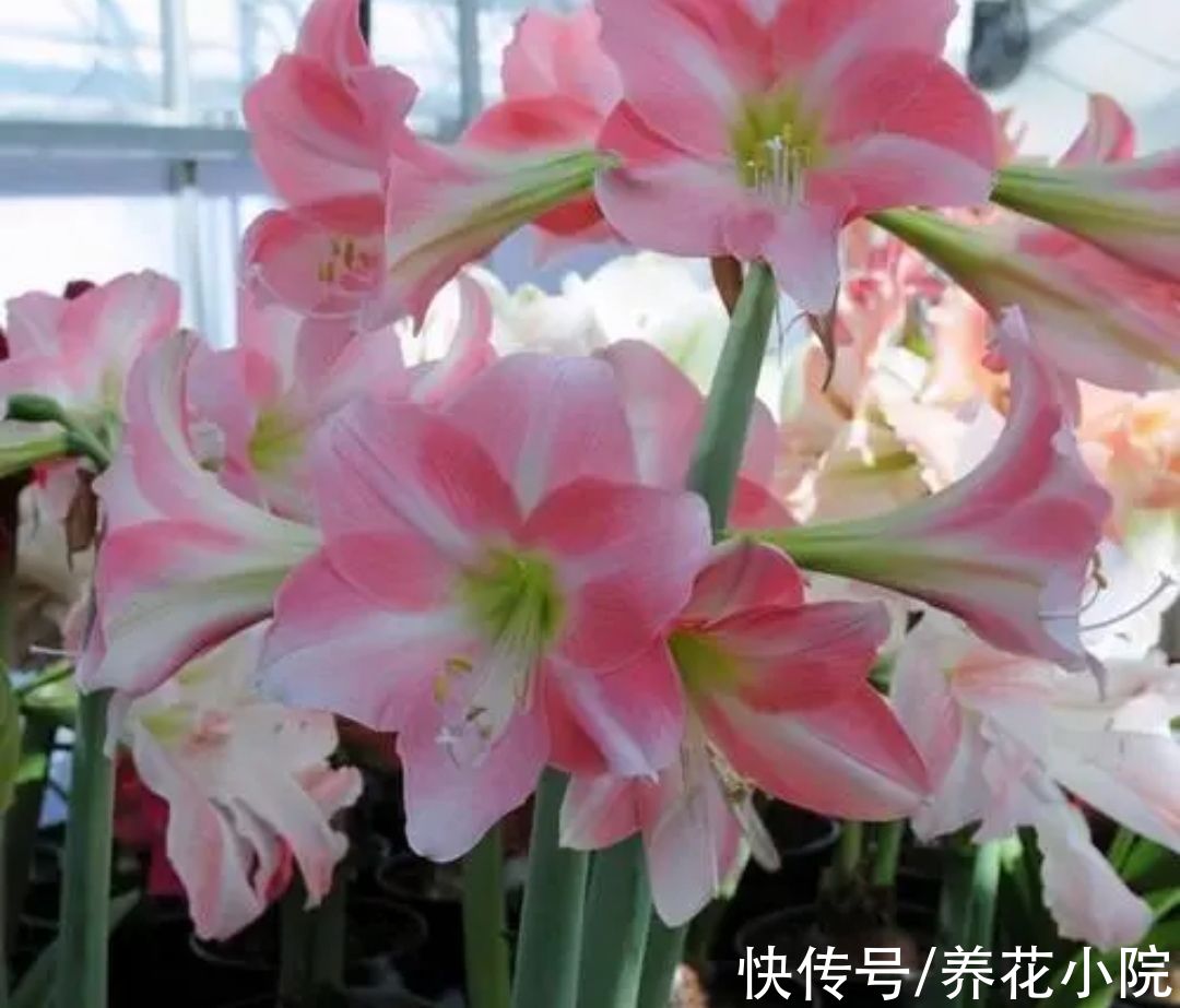 植株|5种花卉，需要“冻一冻”，才能开出漂亮的花朵