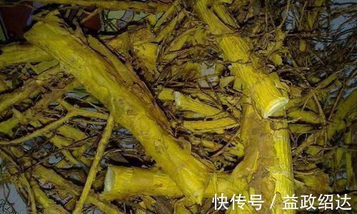 树干|果实酷似荔枝,小孩摘来生吃,却不是根是稀罕货,人称“金腰带”