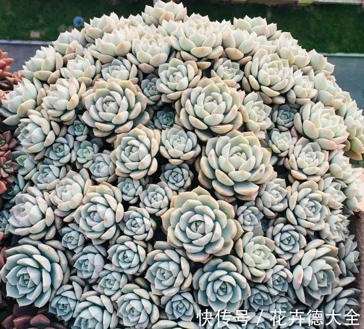 降温养多肉?一点不用怕,越冷越美出状态,长得还快