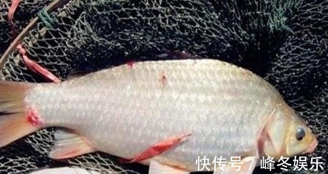 冬季|冬钓无口就收竿,难道你没用这3个策略?老钓手:一般人学不来