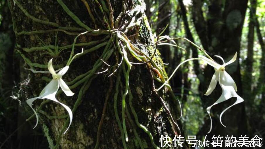 中国兰|“空中幽灵”现身喜马拉雅山,形似跳跃的青蛙,轰动了兰花界