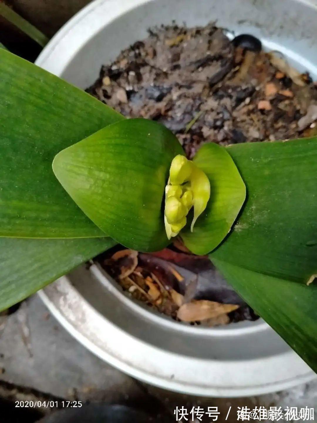 君子兰|君子兰千万别喷水,一喷水就烂叶,3天就要死翘翘!