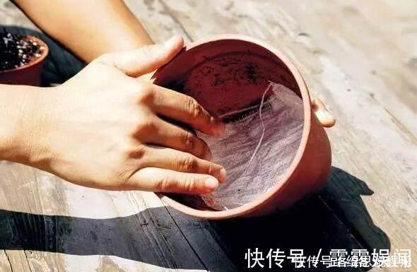 养花|养花换盆换一盆死一棵教你一招，换盆依然长势旺盛猛开花！