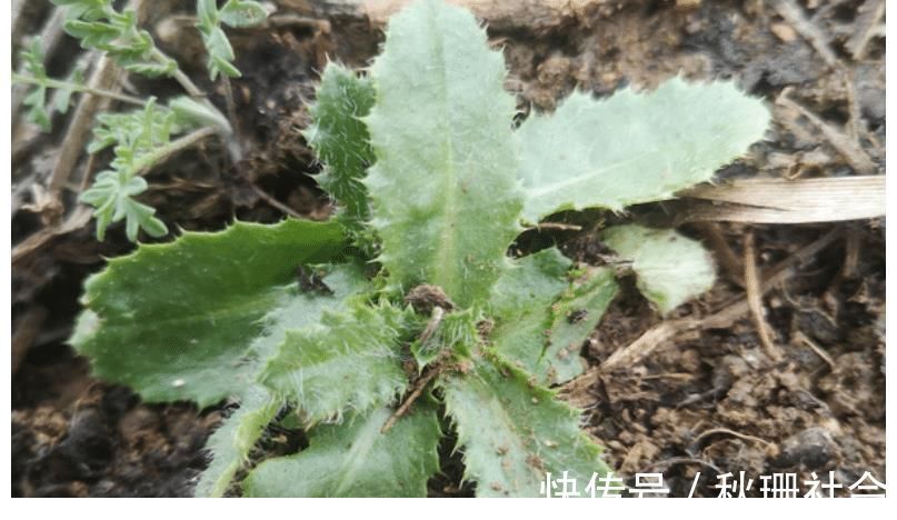 野菜|86岁老婆婆告诉我，刺儿菜用水煮一煮，想不到这么厉害，望你重视