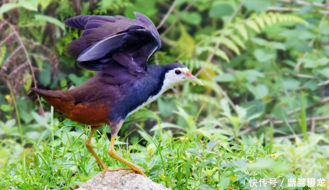 巨龟 不可思议一种13万年前已灭绝的物种再次出现，是一种不会飞的鸟