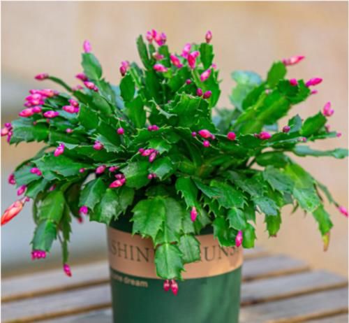 蟹爪兰花谢之后如何养护，分享我的施肥方法