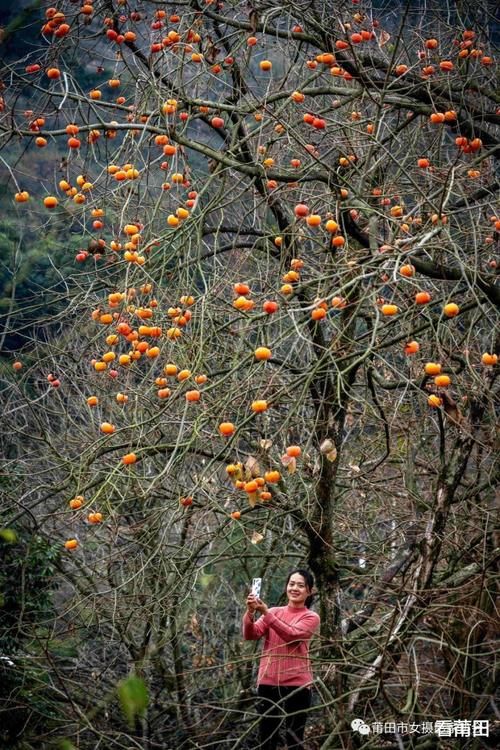 又见福建古村那一抹柿子红，你怎能错过？