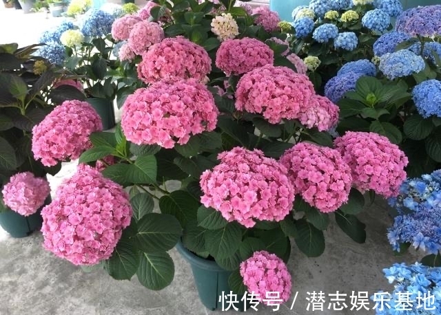 6种“漂亮花”，长了就狠剪，舍不得剪害处大，耽误一年开花量