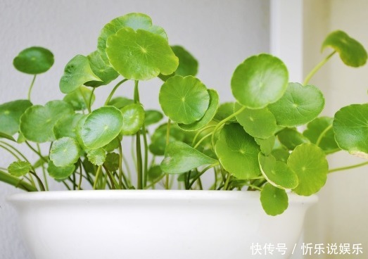 这些花真好养,光浇水就能爆盆,天天浇水,天天开爆盆