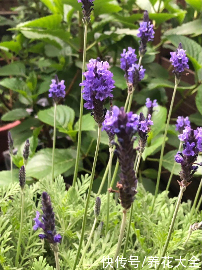 1种“香香草”，香味四溢能安神，耐寒耐旱皮实好养