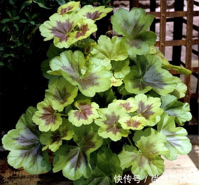 她家只养一种花,一年四季有花赏,原因是做好了四件事!