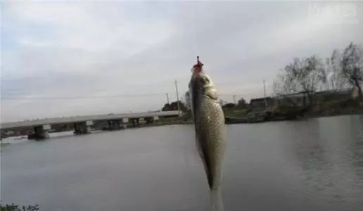分享如何快速找到鲫鱼藏身的四大技巧，学会让你快速钓鲫鱼
