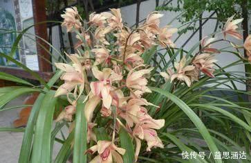 养兰花这点最关键,发芽多又壮,开花多又香,年年开花不断