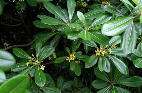 黄豆水|养花还在用黄豆水?你out了!现在都流行3种肥,花开旺盛