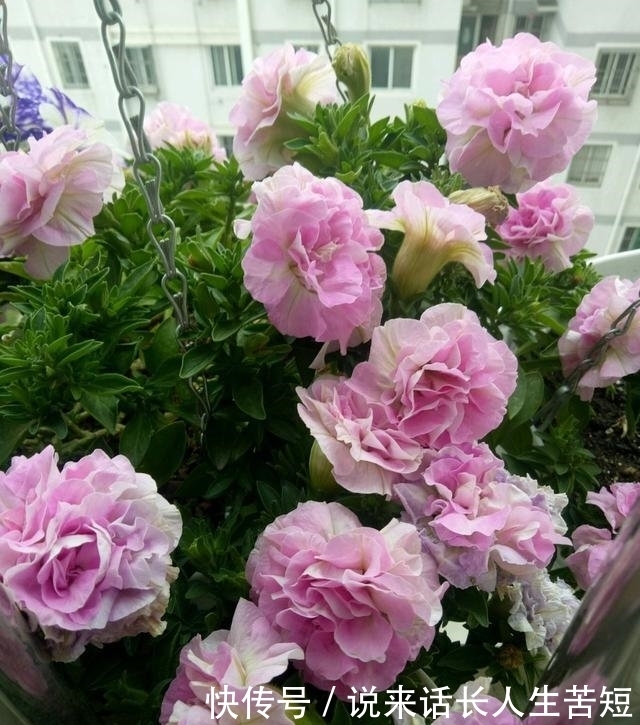 长春花|六月逛花市,看到几种便宜花,喜欢的可以入手,超级爱开花