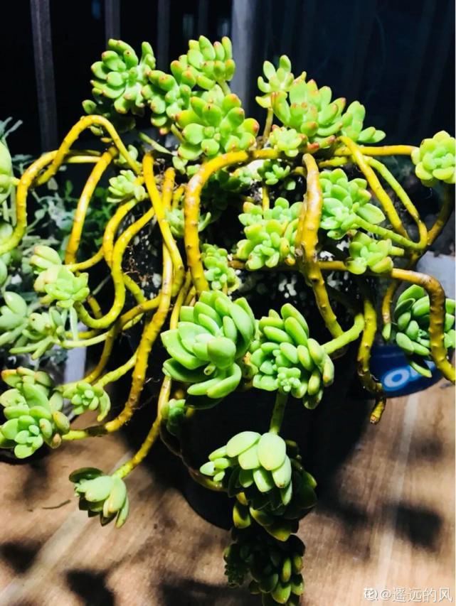 一入肉坑深似海，越养越上瘾