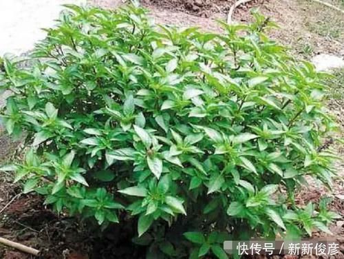 农村这种野菜长得不起眼，李时珍却叫它“金不换”