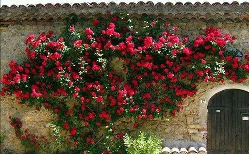 月季春天压一压,一个芽变“一排芽”,枝繁叶茂好开花