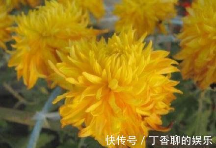 农历10月4号起,最适合养这些花,漂亮芳香,全年开花不断