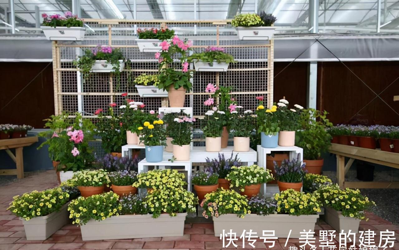 这6种花就得“懒养”，要“多光照、多通风、少浇水”，才长得旺