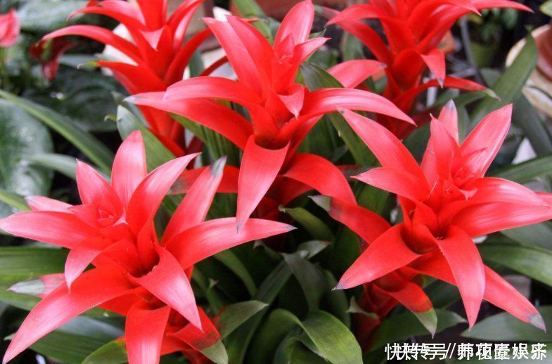 火火|7种“红色系”年宵花,养在家中添喜气,红红火火过大年