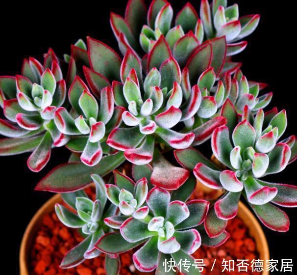 长势|秋天养锦晃星,学会3个技巧,新叶新芽长满盆,养成群生小老桩