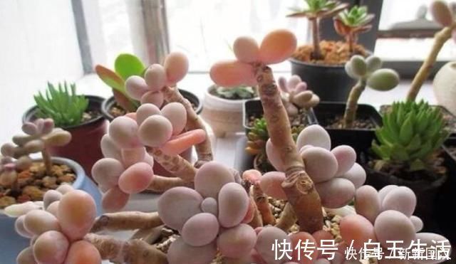 不会养多肉，记住3个“关键点”，植株不徒长，叶子肥肥状态美