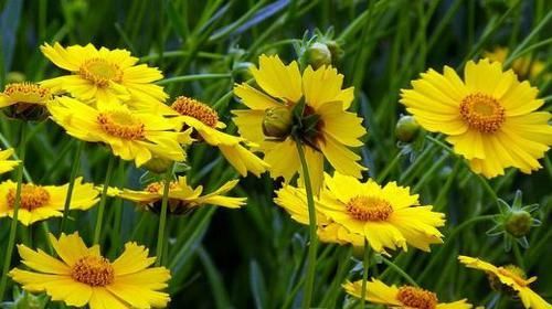  好看|超受喜爱的4种花，好看又好养，花香飘满堂，四季花开