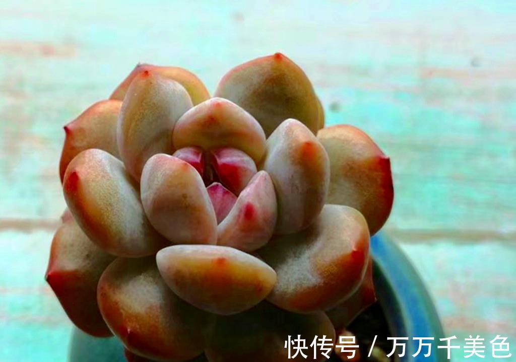 叶心|如何打造甜蜜色多肉?选对品种,养出糖心就是了,很少有人不喜欢