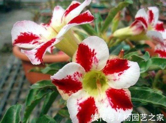 农历|农历7月4号起,最适合养这些花,花艳易爆盆,花色纯正耐看