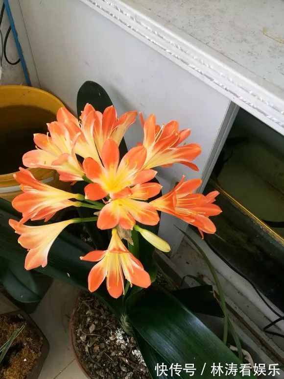 君子兰开花“讲究大”，简单改一改，花箭呼呼冒，花比拳头大！