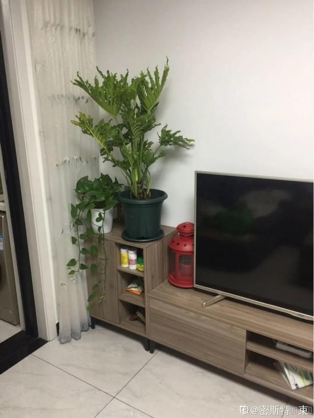 夏天养花，这个地方千万别摆，否则3天死翘翘