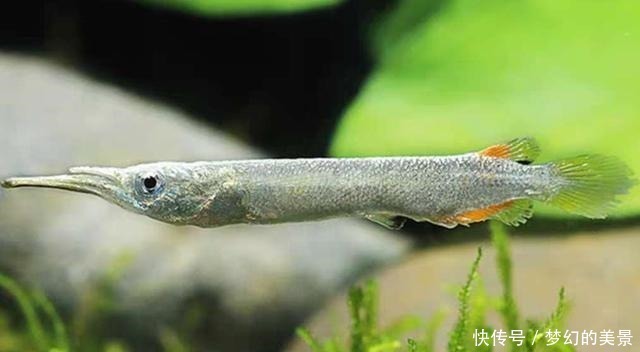 名字|一种小众小型观赏鱼,它的名字正反念都正确,还可以直接生小鱼
