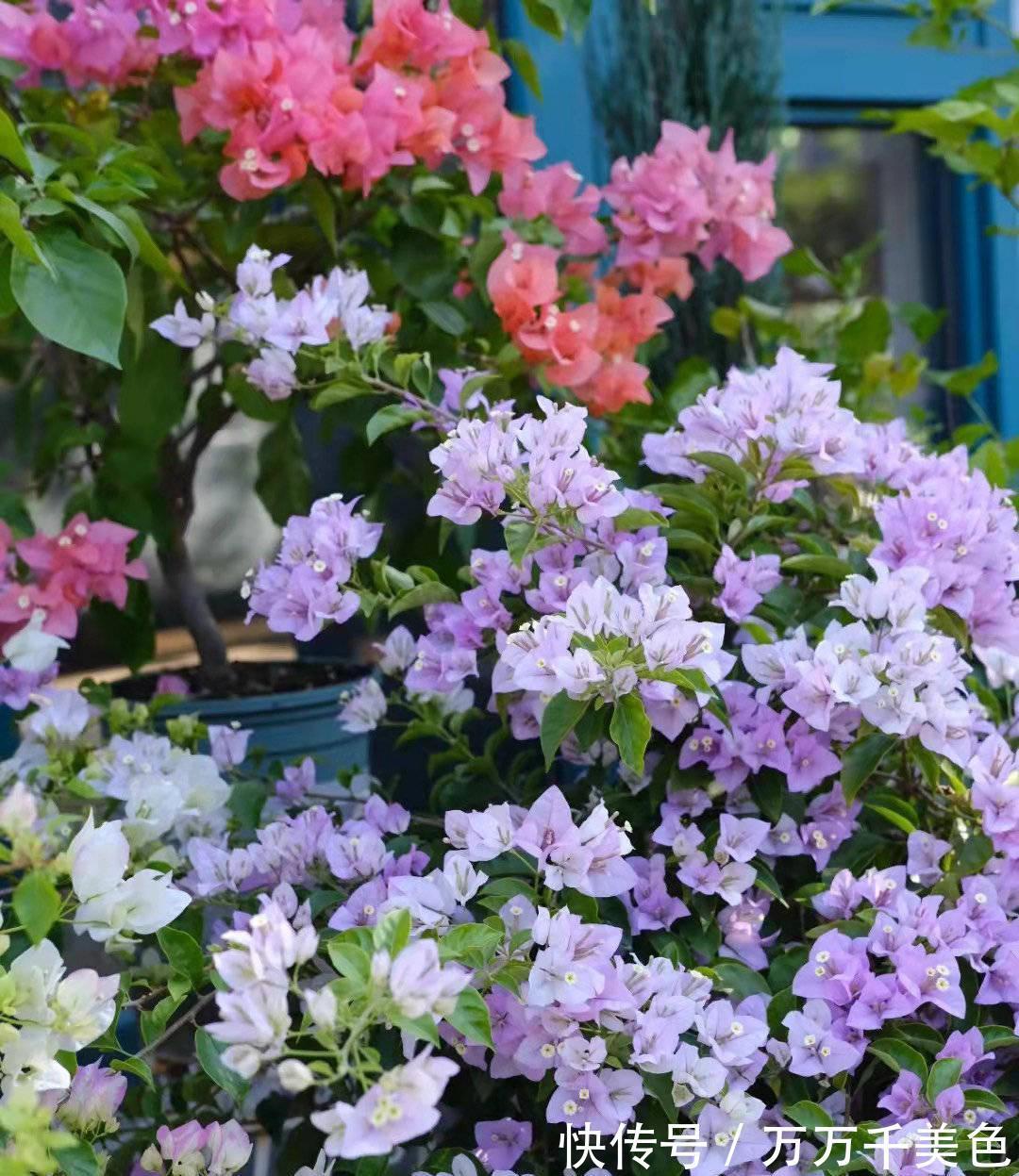 阳台养好三角梅,“3样”不能少,枝叶繁茂、朵朵花儿开鲜艳漂亮