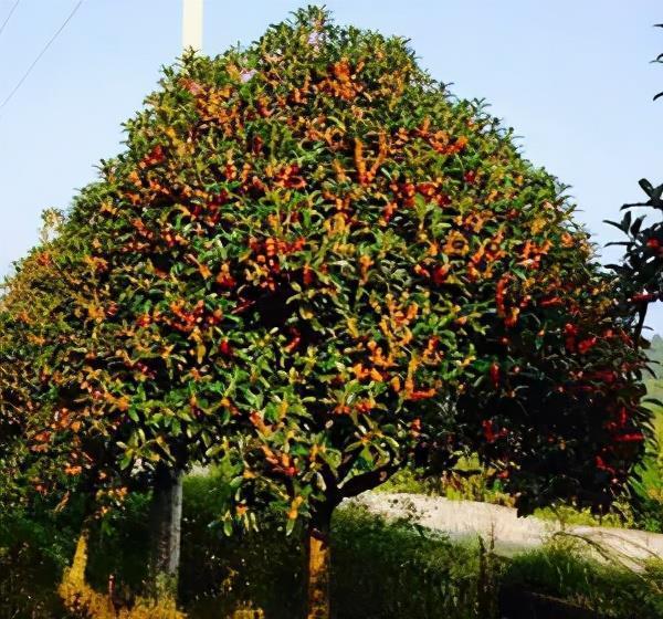 茶花|7月以后,3种花别再修剪了,不然延长开花时间亦或没花赏