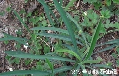 喉痹咽痛|农村田野中这些野草都是上等的中草药，如果不认识就太可惜了！