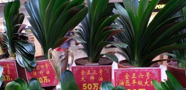 油匠|君子兰到底有多少种准备入手一盆,老板竟问我要哪种国兰