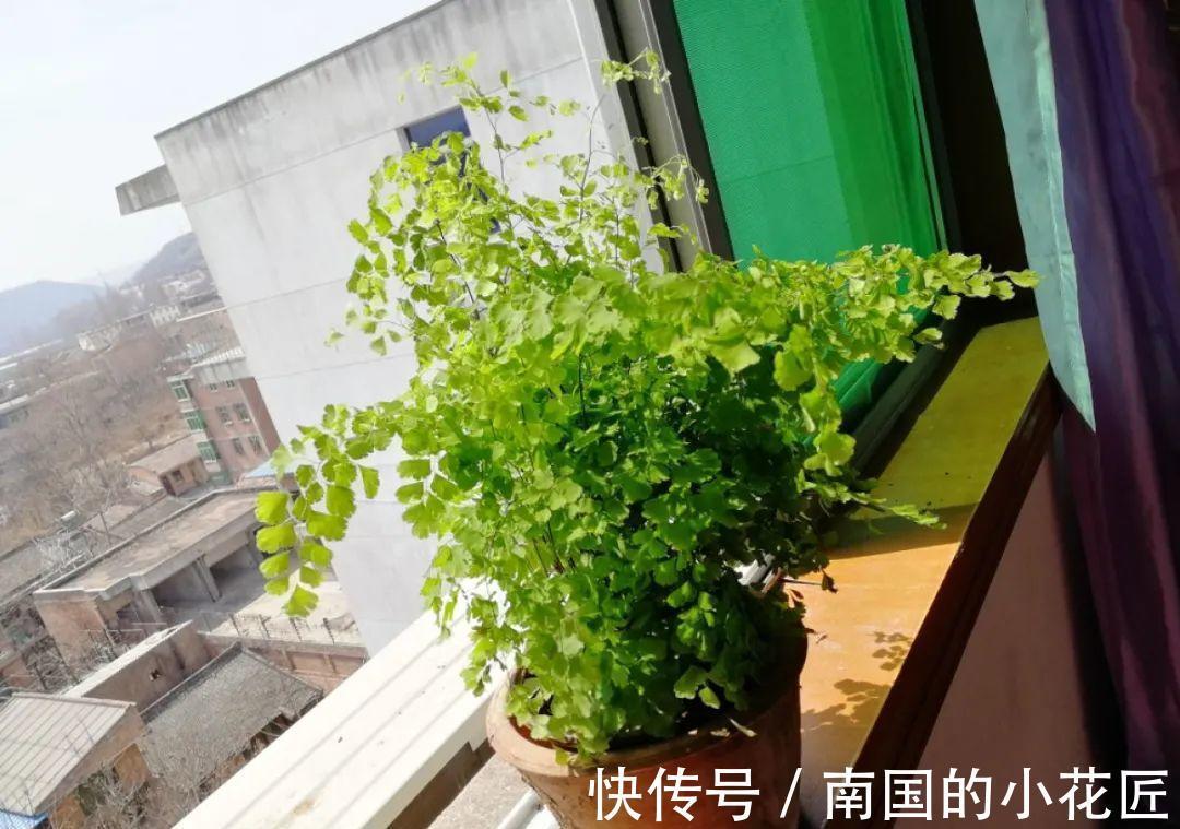 叶片|夏天怕晒的花，赶紧搬到阴凉地儿，再晒成枯杆了